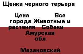 Щенки черного терьера › Цена ­ 35 000 - Все города Животные и растения » Собаки   . Амурская обл.,Мазановский р-н